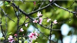 Xu thế thời tiết từ 27 tháng Chạp đến mùng 6 Tết Nguyên đán Kỷ Hợi