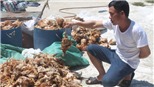 Hà Tĩnh: Khẩn trương làm rõ việc một nhóm người ném đá vào trang trại nuôi gà