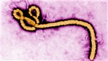 Nhật Bản nhập các virus nguy hiểm về nghiên cứu trước thềm Olympic 2020
