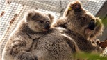 Hàng nghìn con gấu Koala bị chết do cháy rừng tại Australia