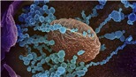 Các nhà khoa học Argentina giải mã thành công bộ gien của Virus SARS-COV-2