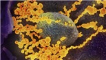 Dự báo về số lượng vật chủ động vật mang mầm mống virus corona
