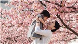 Hoa anh đào nở rực rỡ khắp thế giới  