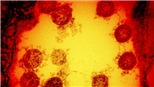 Các biến thể mới của virus SARS-CoV-2 có thực sự đáng quan ngại?