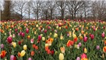 'Thiên đường' hoa tulip Keukenhof ở Hà Lan mở cửa trở lại 