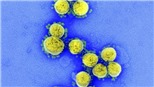 Thông tin sâu hơn về các biến thể tái tổ hợp của virus SARS-CoV-2