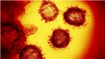 SARS-CoV-2 có thể tạo biến thể nhanh hơn nhiều so với các virus khác