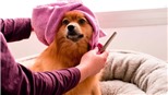 Thái Lan: Dịch vụ cho thú cưng ngày càng nở rộ