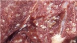 Không ăn thịt lợn chưa nấu chín để phòng bệnh sán lợn