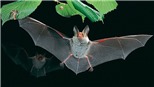 Loài dơi ở Lào mang virus tương tự virus SARS-CoV-2