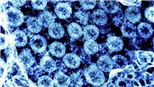 Ưu thế vượt trội của phương pháp mới xét nghiệm virus sử dụng cảm biến