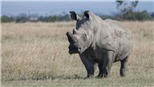 Con tê giác già nhất thế giới qua đời ở Tanzania