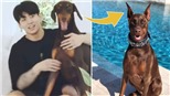 Khoe thú cưng Jeon Bahm, Jungkook BTS được khen ngợi vì điều này