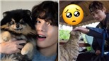 Những minh chứng V BTS là người yêu động vật đích thực