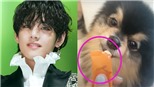 ARMY nổi đóa vì chú cún Yeontan của V BTS bị 'lợi dụng'