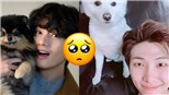 5 khoảnh khắc BTS và thú cưng 'đốn tim' ARMY