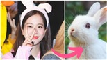 Blackpink nghĩ về thú cưng nào mỗi khi gặp mặt, 'cười té ghế' với kết quả cuối