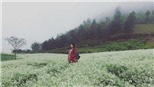 Hò hẹn với Mộc Châu