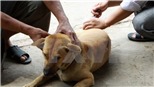 Bé gái 5 tuổi bị chó nhà nuôi cắn đã qua cơn nguy kịch