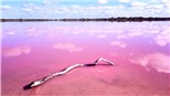 Dự án khôi phục màu hồng của Hồ Pink Lake ở Australia