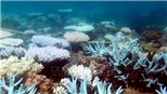 ​Australia lắp 'mắt thần' bảo vệ rạn san hô lớn nhất thế giới