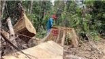 Kỷ luật các cán bộ kiểm lâm để xảy ra phá rừng ở Quảng Nam