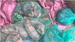 Phát hiện vụ vận chuyển động vật hoang dã trái phép 