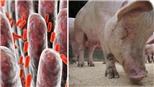Phát hiện virus gây tiêu chảy ở lợn có nguy cơ lây sang người