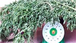 Bắt giữ đối tượng trồng cần sa trái phép tại nhà riêng 