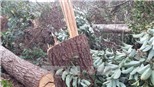 Đắk Nông kỷ luật 6 cán bộ thuộc diện Tỉnh ủy, Ban Thường vụ Tỉnh ủy quản lý 