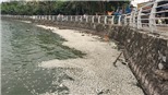 Dấu hiệu phá hoại hay đầu độc cá Hồ Tây chết trắng đang được xem xét loại trừ