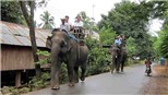 Chuyển đổi mô hình du lịch 'cưỡi voi' sang 'ngắm voi' 