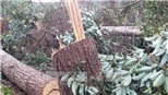 Vụ phá rừng ở Đắk Nông: Khiển trách Chủ tịch Hội đồng Quản trị Công ty Lâm nghiệp Quảng Sơn