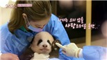 Blackpink bị điều tra vì gây hại cho gấu trúc panda