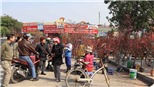 Quất lục bình, bưởi Diễn vài chục triệu đồng, đào Nhật Tân 'tràn phố' Hà Nội đón Tết