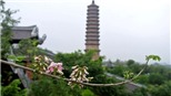 Ngỡ ngàng hoa hồng mai nở rực hồng chùa Bái Đính