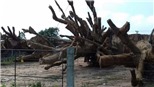 Phó Thủ tướng chỉ đạo xử lý nghiêm vụ vận chuyển 'cây quái thú'