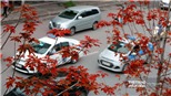 Ngắm hàng phong lá đỏ 'đốt cháy' phố Hà Nội