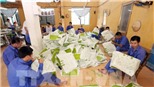 Số người loạn thần do sử dụng ma túy gia tăng nhanh chóng