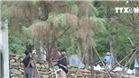 VIDEO: Huyện Sóc Sơn thông tin về biệt phủ trên đất lâm nghiệp