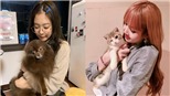 Điểm danh dàn thú cưng của Blackpink: Từ chó, mèo cho đến... cá vàng