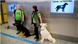 Thái Lan huấn luyện chó nghiệp vụ phát hiện người mắc Covid-19