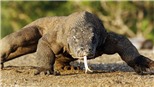 Indonesia sẽ xây dựng Bảo tàng rồng Komodo