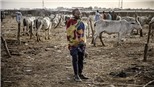 Boko Haram sát hại 19 người chăn nuôi gia súc ở Nigeria