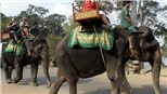 Campuchia cấm sử dụng voi phục vụ du khách tại quần thể đền Angkor Wat