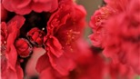 Ngắm cận cảnh giống đào quý hiếm của làng hoa Nhật Tân