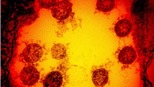 Nghiên cứu mới về thời gian virus SARS-CoV-2 tồn tại trên da người 