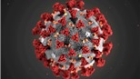 Virus Corona đã gây đại dịch từ cách đây 20.000 năm