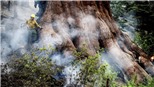 Những cây cự sam lớn nhất thế giới tại vườn quốc gia Yosemite đã thoát khỏi &#39;giặc lửa&#39;   