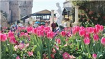 Ngắm nhan sắc rực rỡ của những nàng Tiên hoa ở Sun World Ba Na Hills
